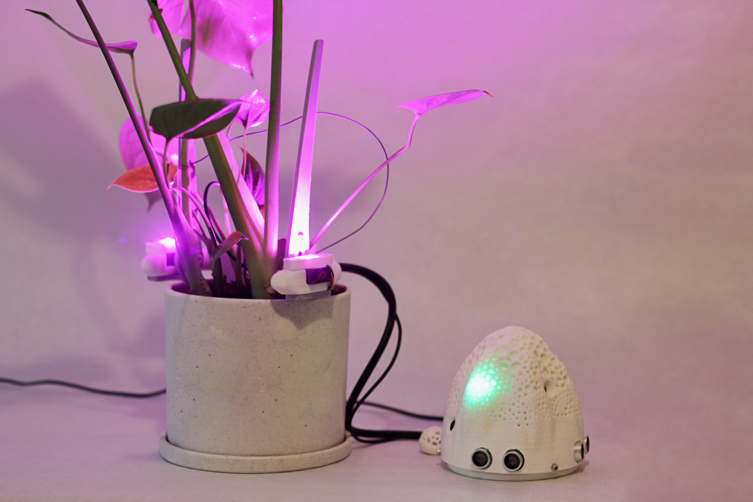 A sensor and plant working together, lit up in purple light