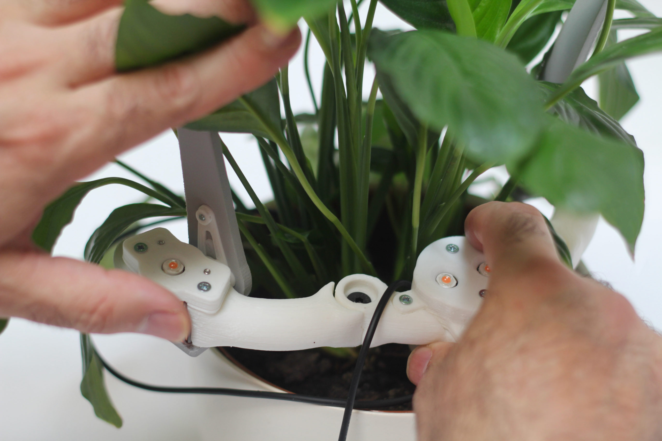 Inserting the sensor into a plant