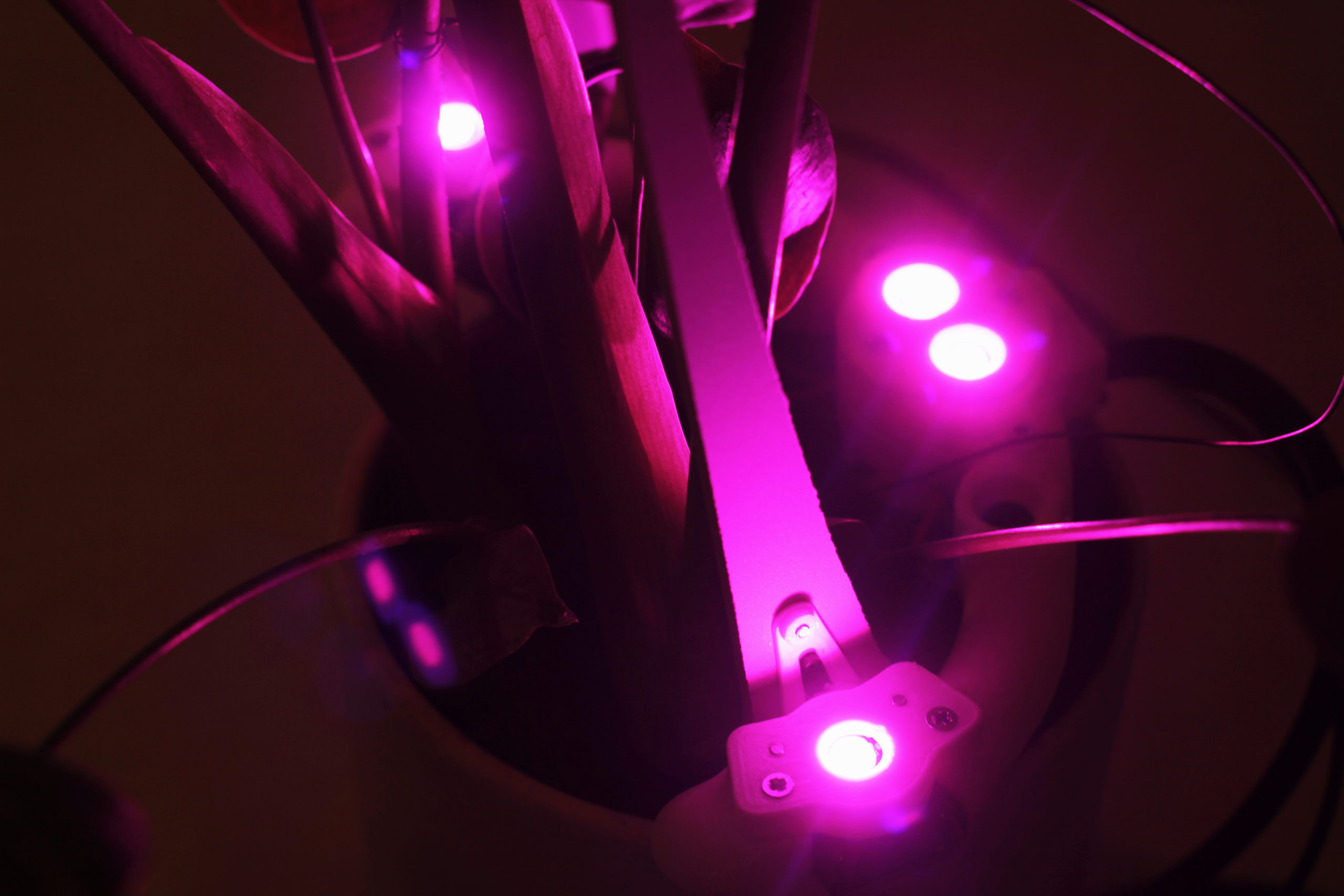 the sensors lighting up a plant in purple light